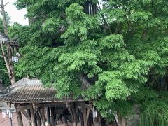 -黄龙溪古镇