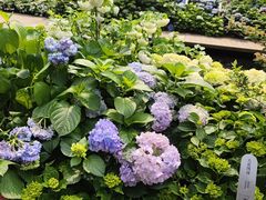 -深圳仙湖植物园