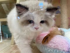 -momokira米努特·德文卷毛猫·棉花面纱犬