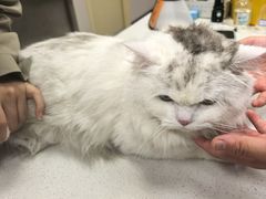 -瑞鹏宠物医院·骨科·猫科·内科(第一中心)