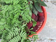 -西山樟坞健康果园枇杷杨梅采摘