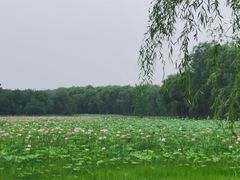 -东郊湿地公园