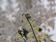 -新加坡植物园