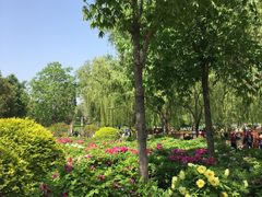 -莲花池公园