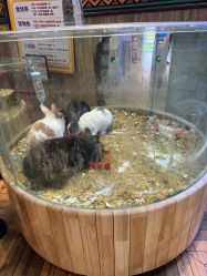 -卡通尼·Safari非洲探索乐园·生日会(金桥国际商业广场店)