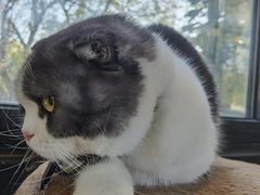 -猫小院猫主题餐厅(南锣旗舰店)