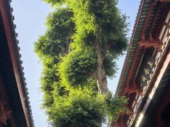 -叩齿古寺