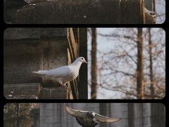 -音乐台