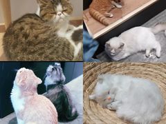 -瞄一喵猫咖(格力海岸店)