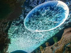 -珠海长隆海洋王国