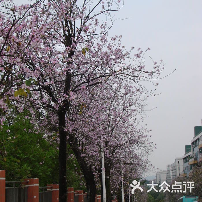 华南农业大学泰山区图片