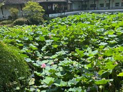 -上海醉白池公园