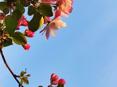 -海棠花溪(元大都城垣遗址公园)
