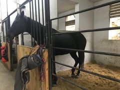 -枫露马术学院(藏书校区)