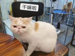 -PETKIT小佩宠物(古北店)