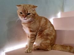 -猫儿山۰猫主题餐厅