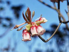 -梧桐山风景名胜区