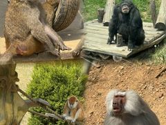 -大连森林动物园