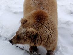 -新疆天山野生动物园