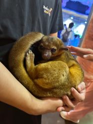 -Zoolung Zoolung动物主题公园(海信广场店)