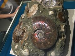 -青岛贝壳博物馆