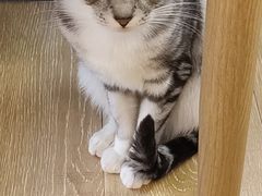 -猫咪派对(江南西店)