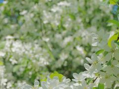 -黑龙江省森林植物园