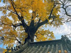 -青岛崂山太清宫