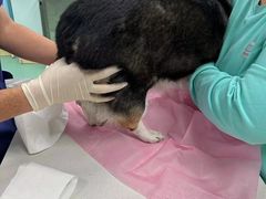 -北京观赏动物医院·24小时大型综合·猫专科·异宠专科
