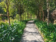 -广州白江湖森林公园