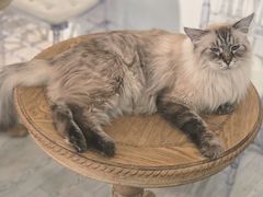 -共舞时光猫咖·狗咖(新街口店)