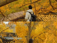 -千年银杏谷文化旅游区