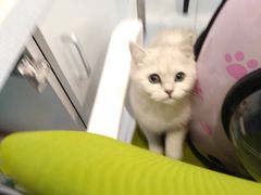 -艾吉宠物医院·疑难杂症转诊中心·猫友好(碧江路院)