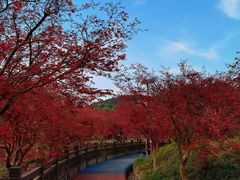 -重庆彩云湖湿地公园