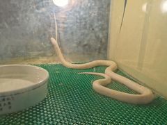 -上海大自然野生昆虫馆(东方明珠·爬宠昆虫探索中心)