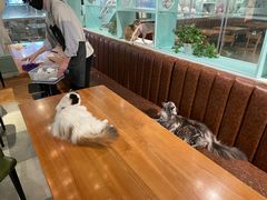 -猫小院猫主题餐厅(三里屯店)