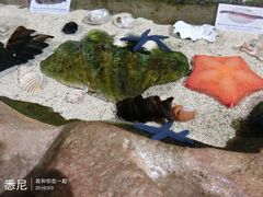 -悉尼海洋生物水族馆