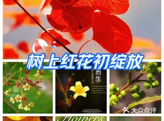 翠叶轻摇舞，山间雾霭生