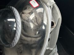 -乐琪宠物医院·犬猫专科·骨外科·急重症