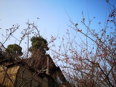 -秀丽东方