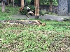 -都江堰中华大熊猫苑