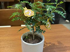 -CURRY YA 熟成咖哩專門店(深圳湾万象城店)