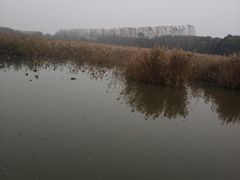 -微山湖红荷湿地景区