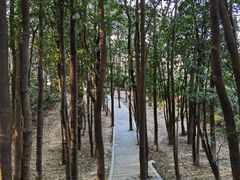 -东莞市大岭山森林公园