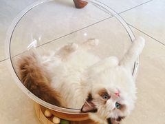 -猫十亿·布偶金渐层·曼基康矮脚猫舍(青年路店)