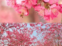 -天适樱花悠乐园