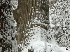 -天目山大树王景区