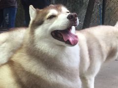 -TrueLove @ Neverland (Husky Cafe)