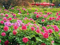 -洛阳市隋唐城遗址植物园
