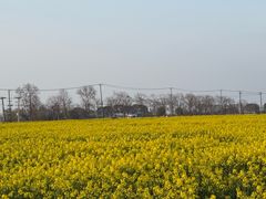 -西京湾花海